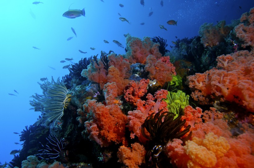 美麗海底珊瑚圖片