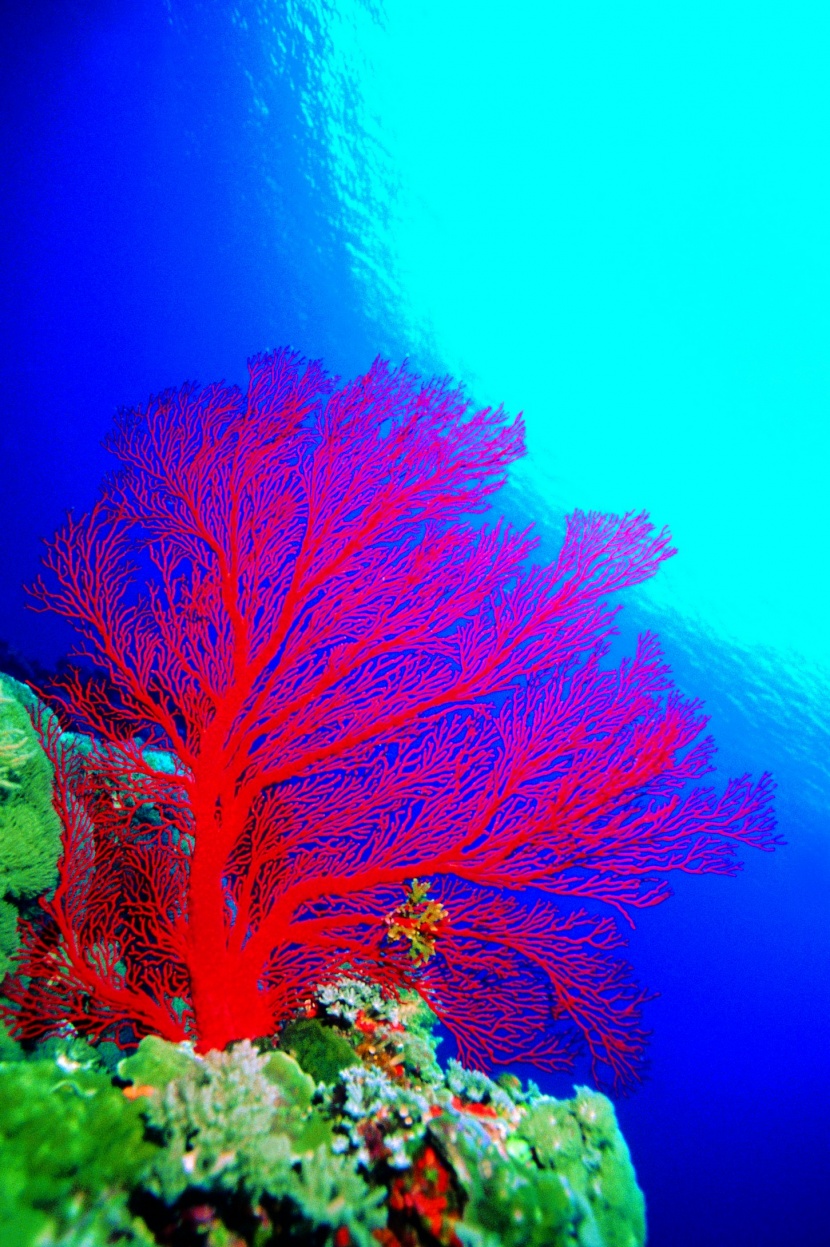 美麗海底珊瑚圖片