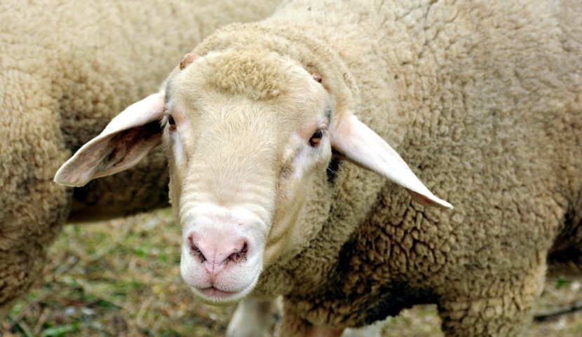 草地上休息的綿羊圖片
