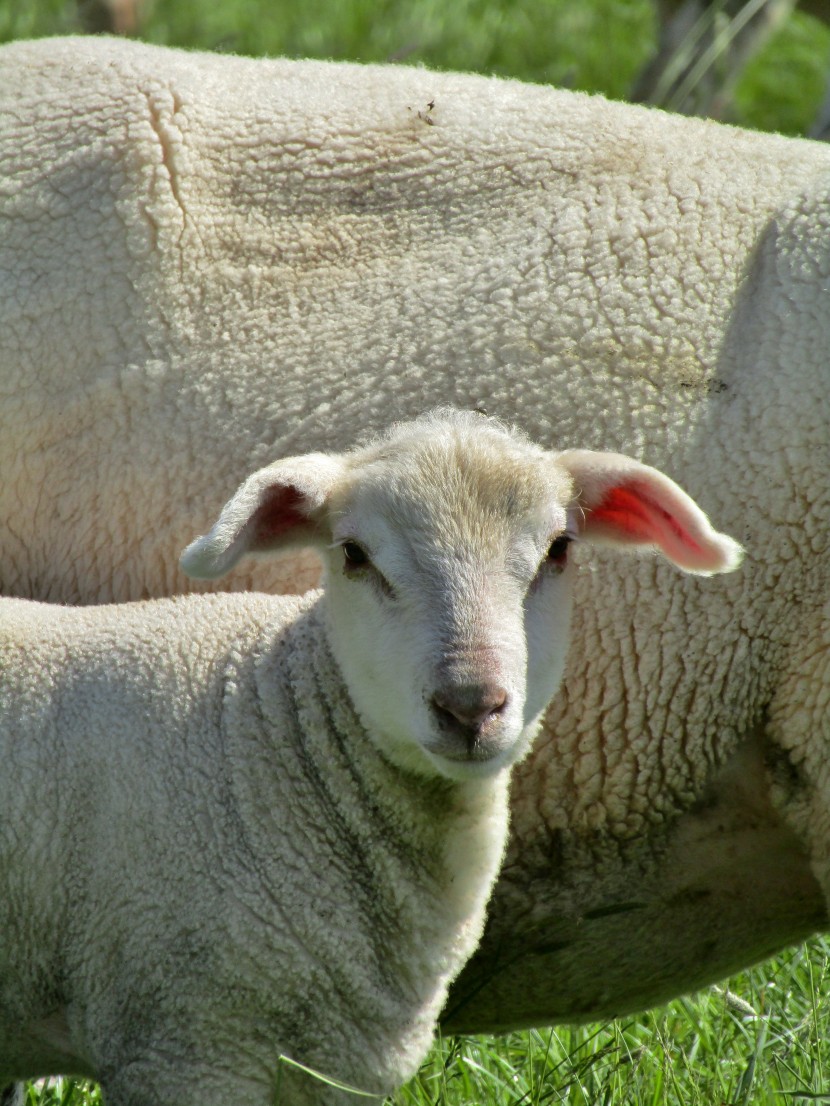 草地上休息的綿羊圖片