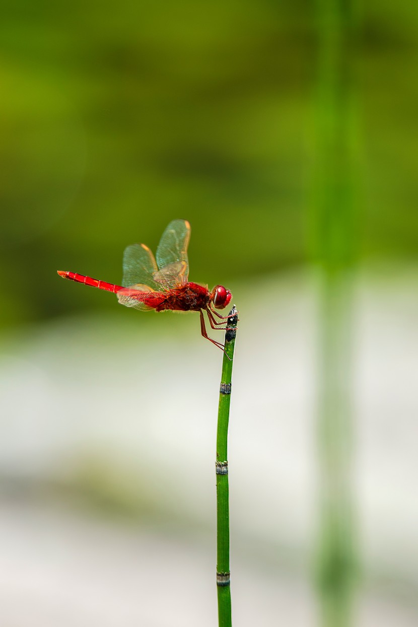 趴在葉子上的蜻蜓圖片