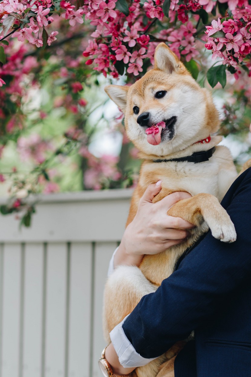 可愛的秋田犬圖片