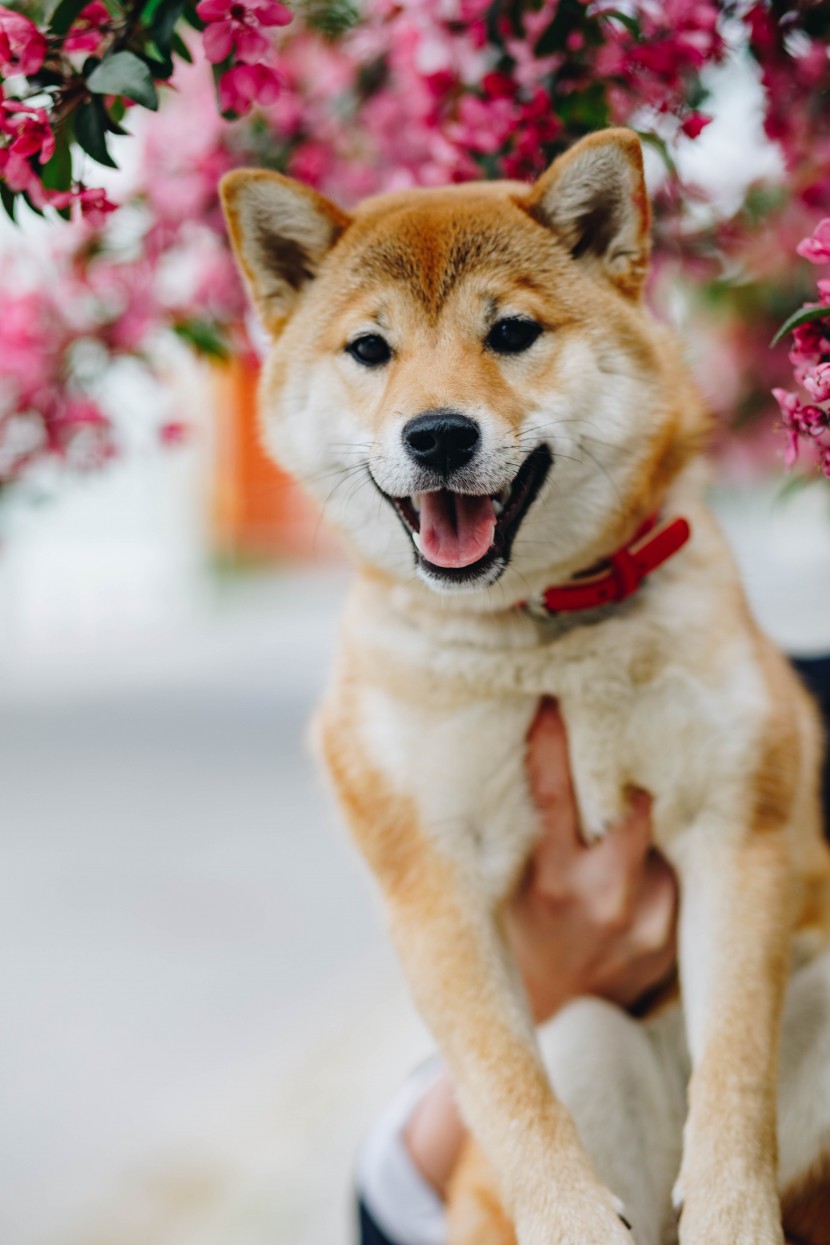 可愛的秋田犬圖片