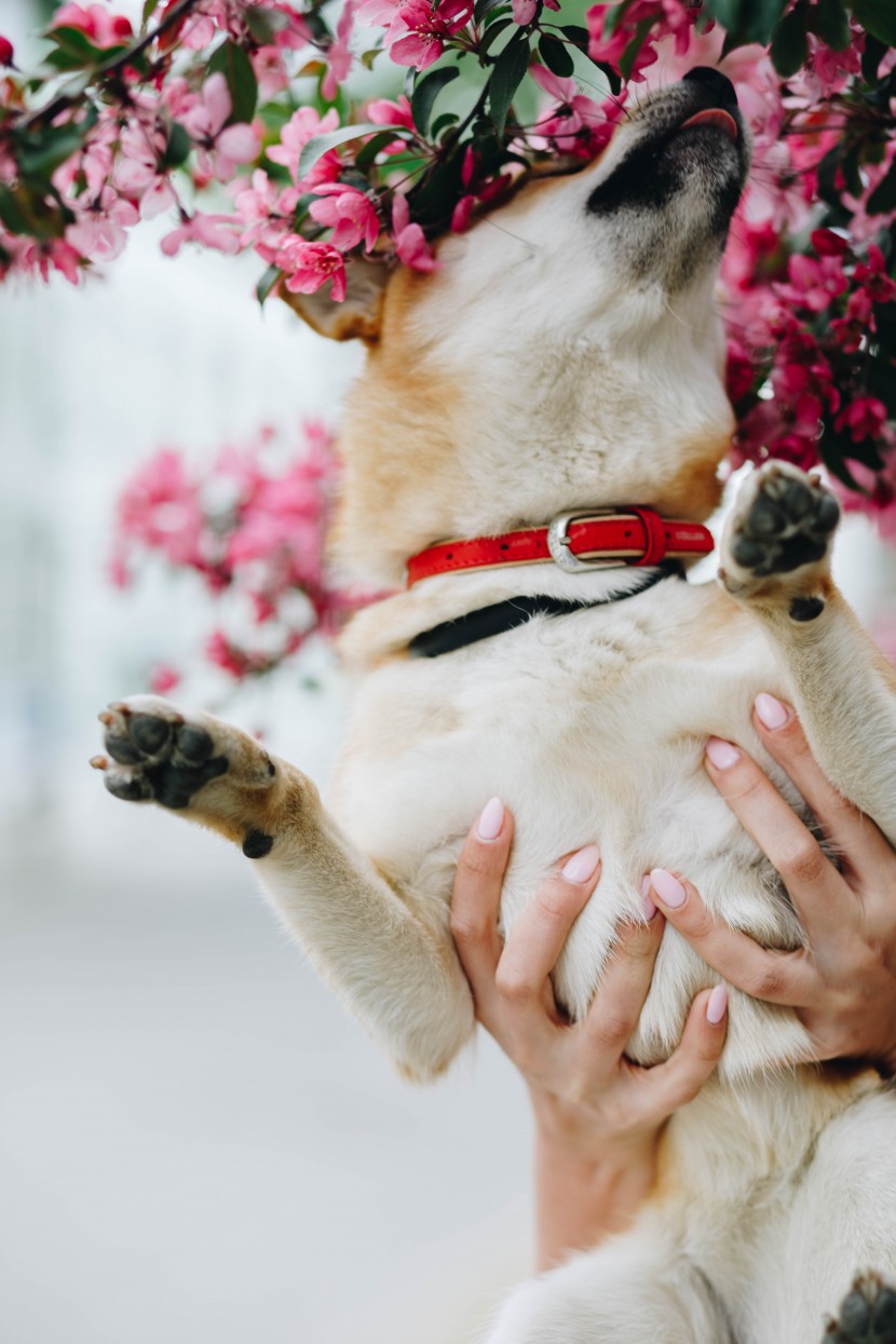 可愛的秋田犬圖片