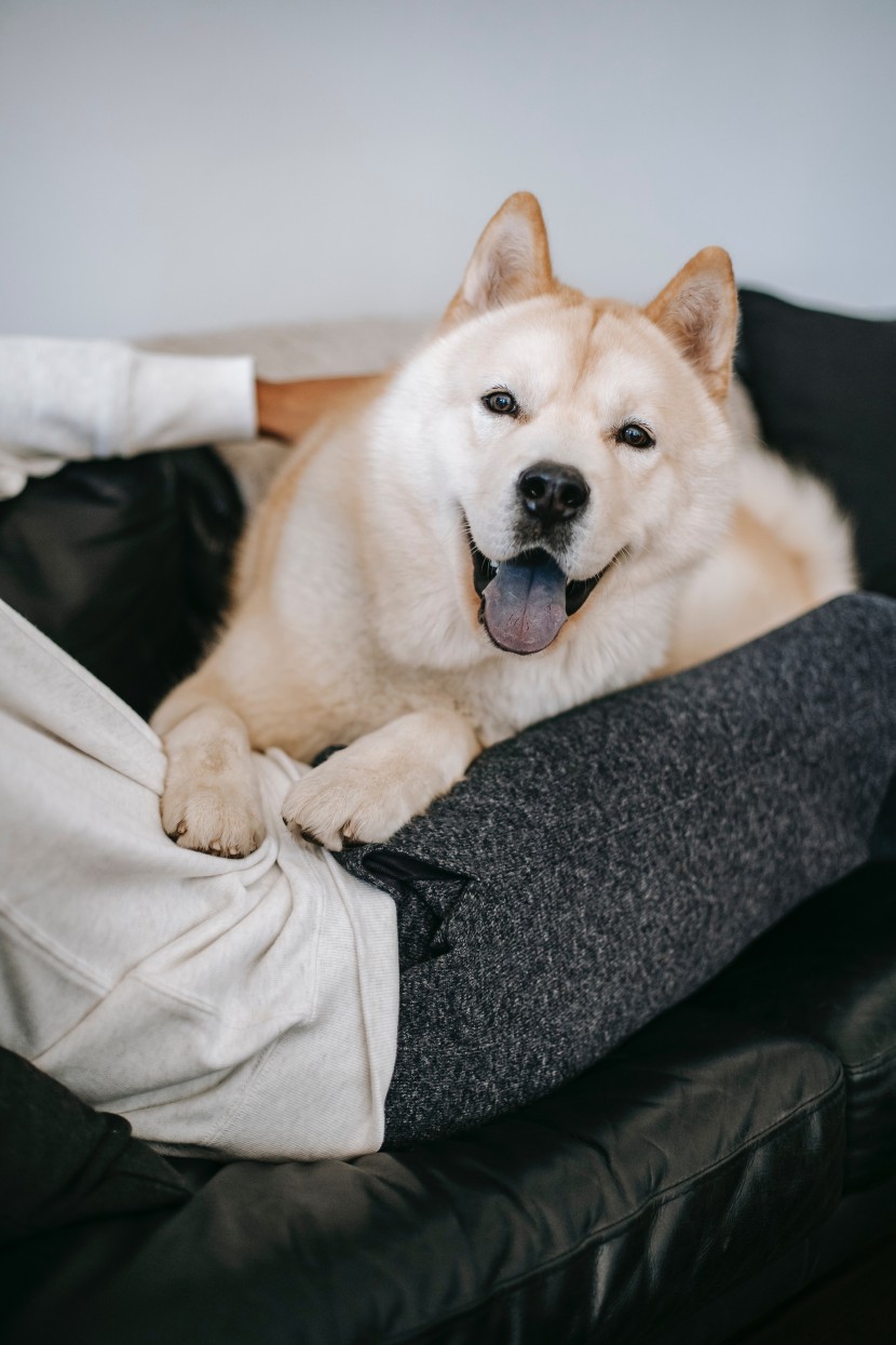 可愛的秋田犬圖片