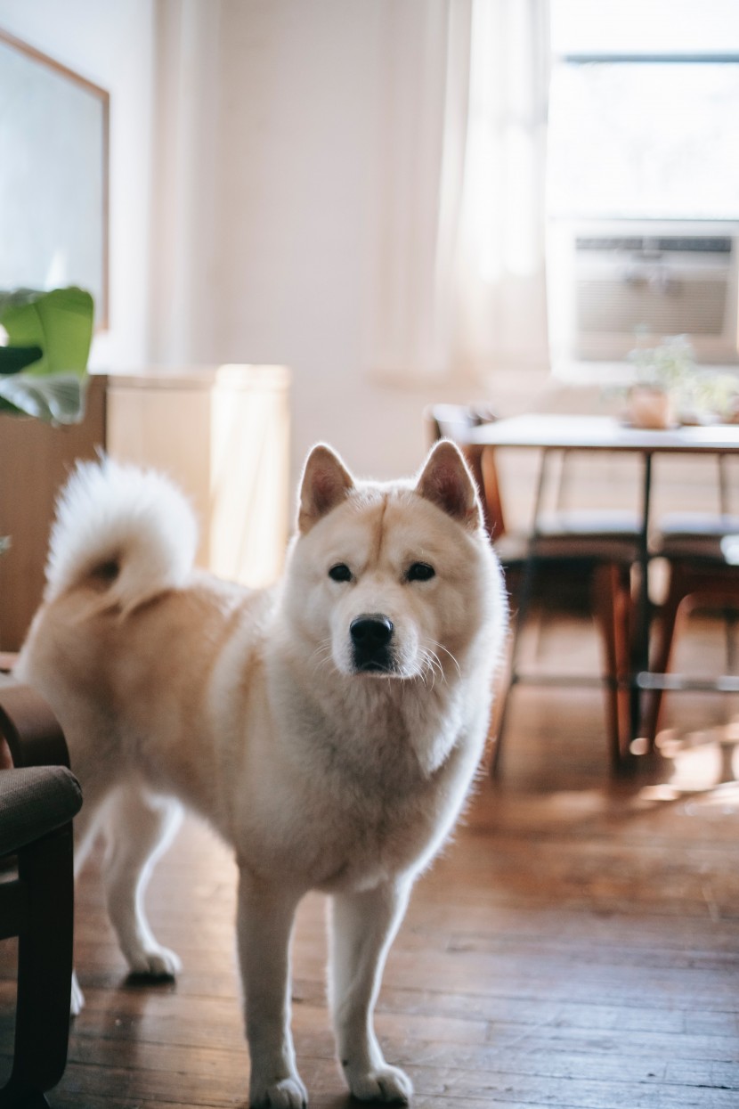 可愛的秋田犬圖片