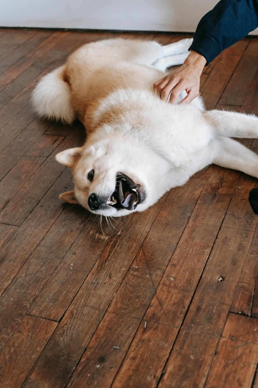 可愛的秋田犬圖片