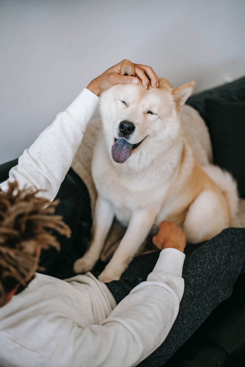 可愛的秋田犬圖片