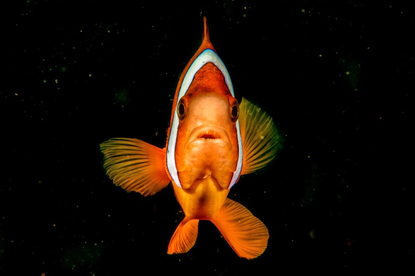 色彩鮮豔的熱帶海洋魚圖片