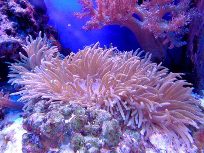 各種各樣的珊瑚圖片