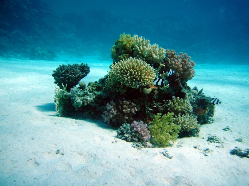 海裡的珊瑚圖片