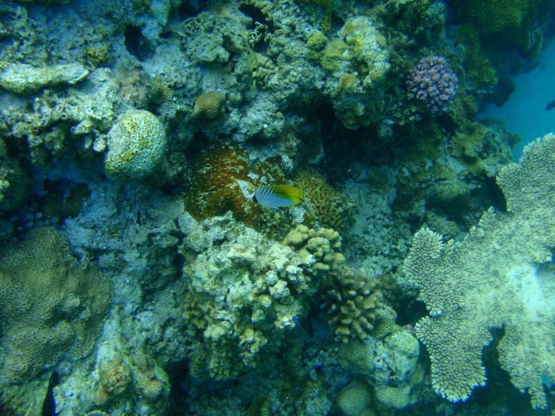 海底的珊瑚礁圖片