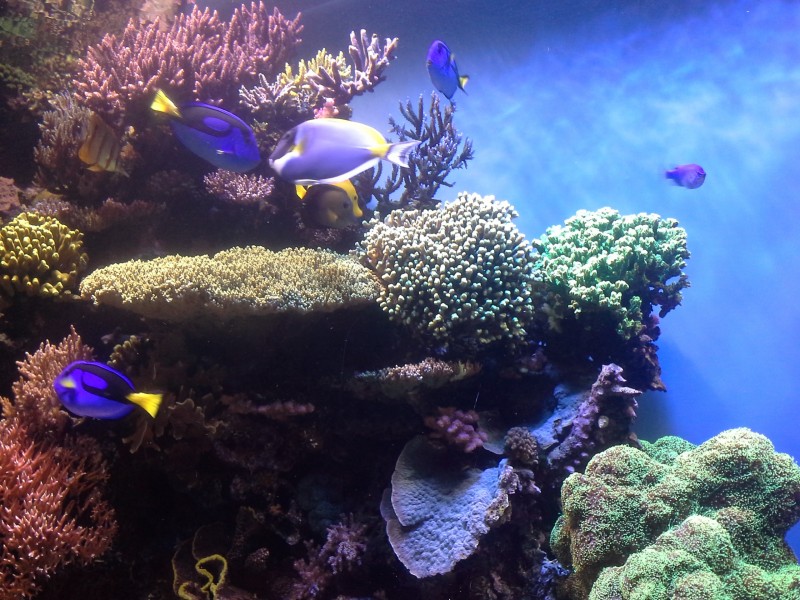 海底的珊瑚礁圖片