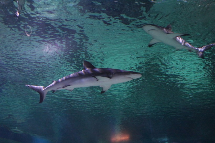 水中的鲨魚圖片
