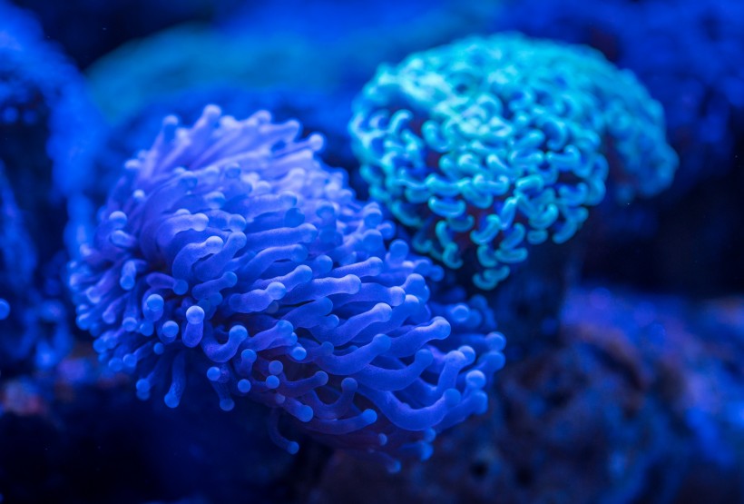 深海裡的珊瑚圖片