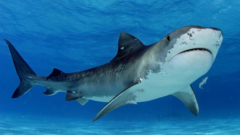 深海狂鲨圖片