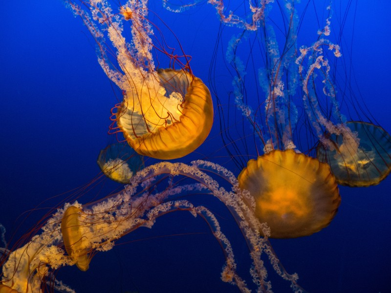 深海裡水母圖片