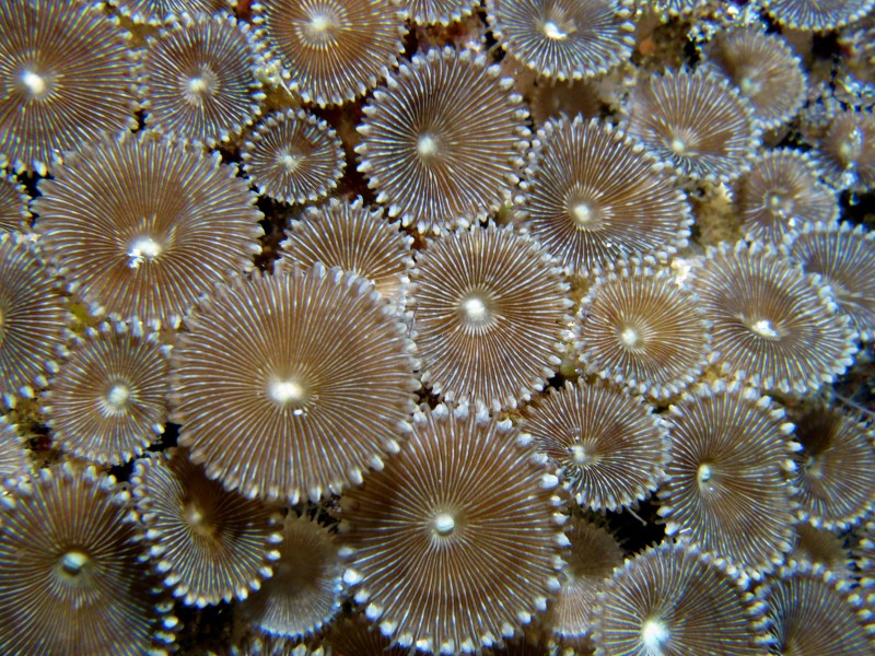 深海裡的珊瑚圖片