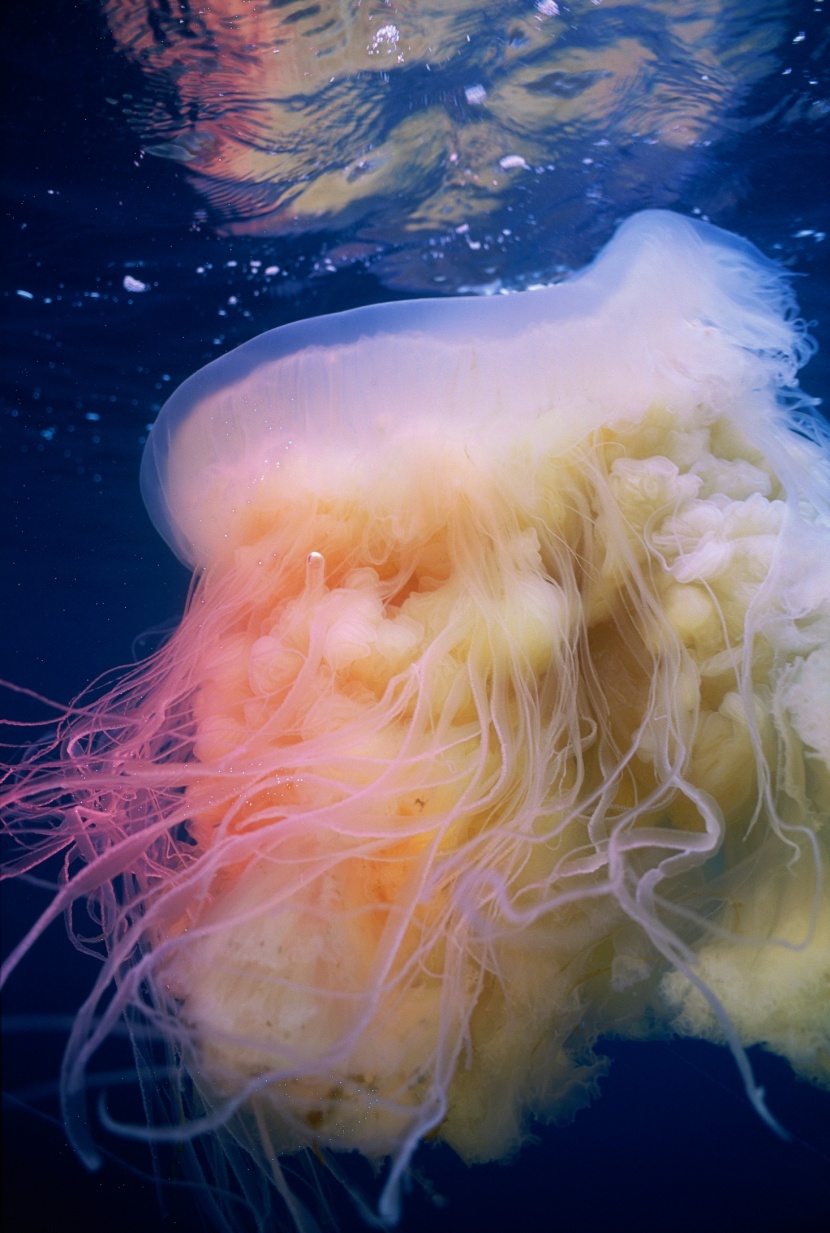 海洋中自由飄蕩的水母圖片