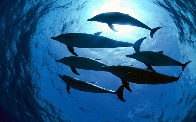 水生哺乳動物海豚圖片