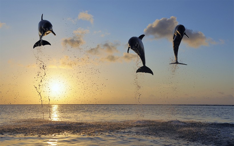 水生哺乳動物海豚圖片