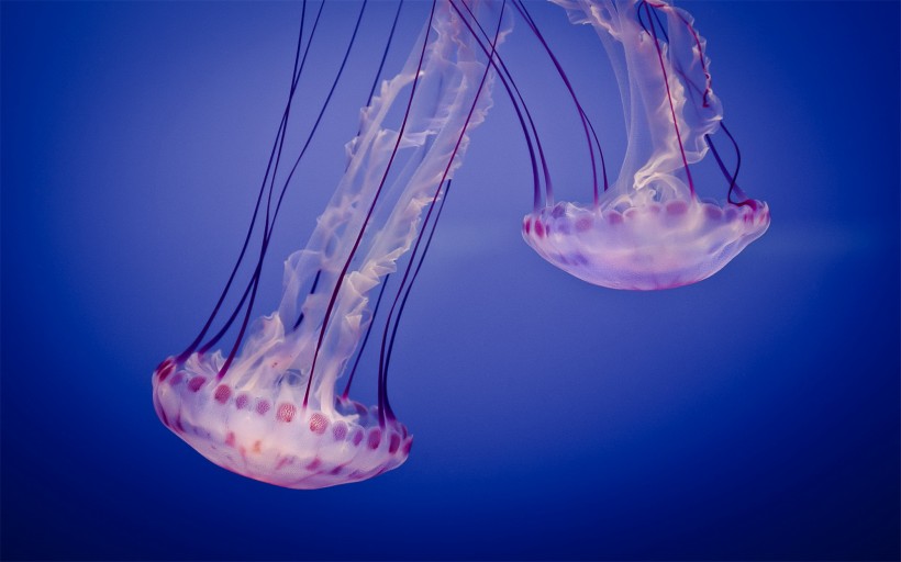 漂亮的水生動物水母圖片