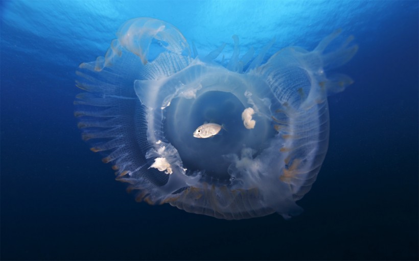 漂亮的水生動物水母圖片