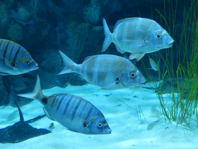 水族館水生動物圖片