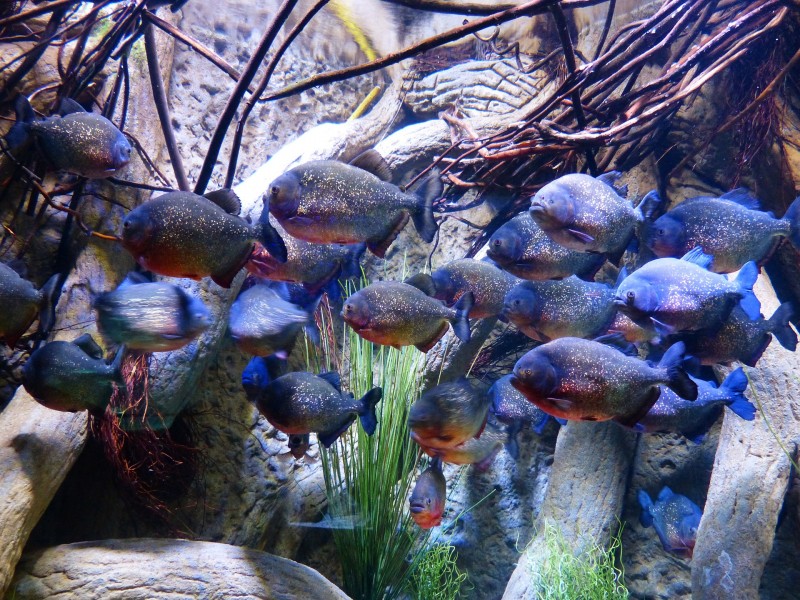 水族館水生動物圖片