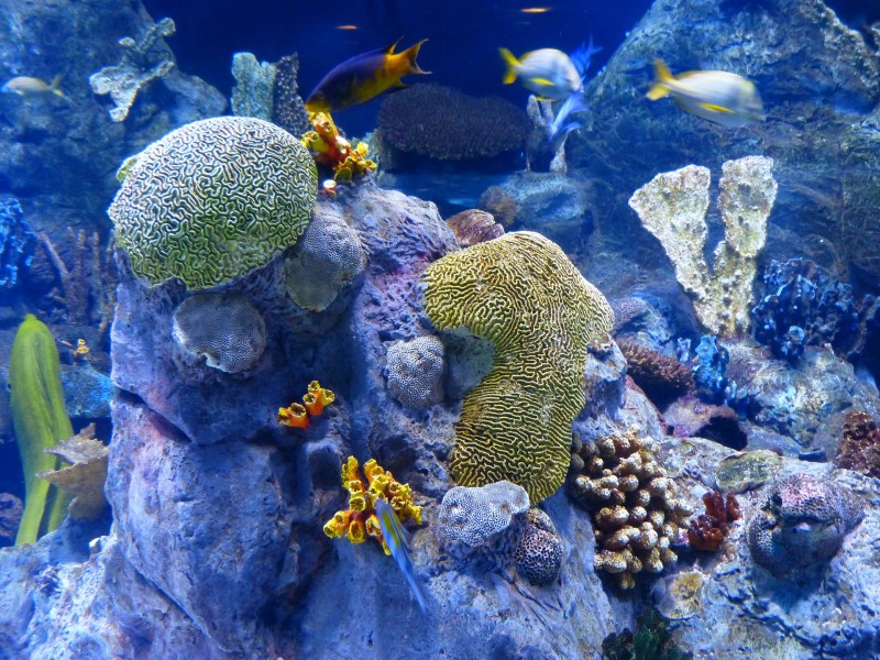 水族館水生動物圖片