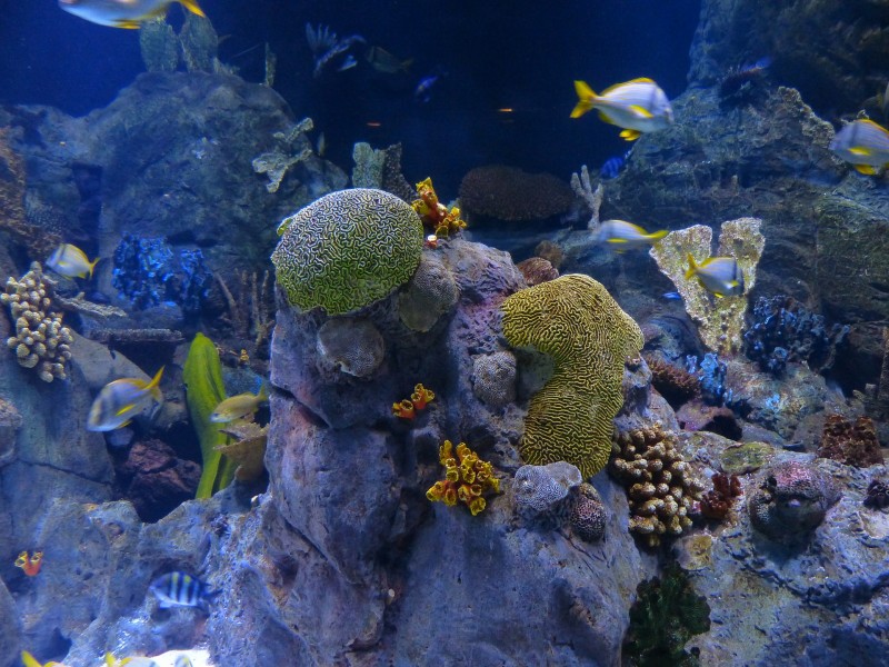 水族館水生動物圖片