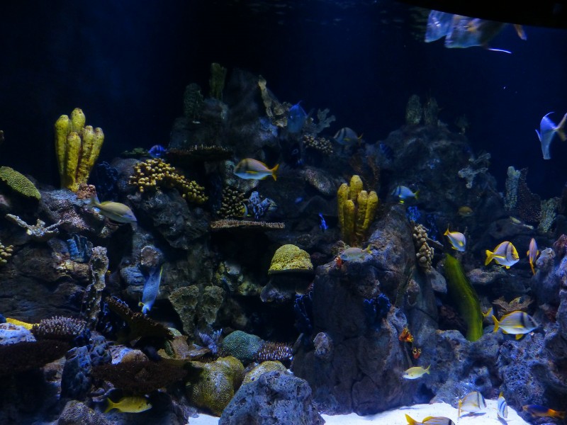 水族館水生動物圖片