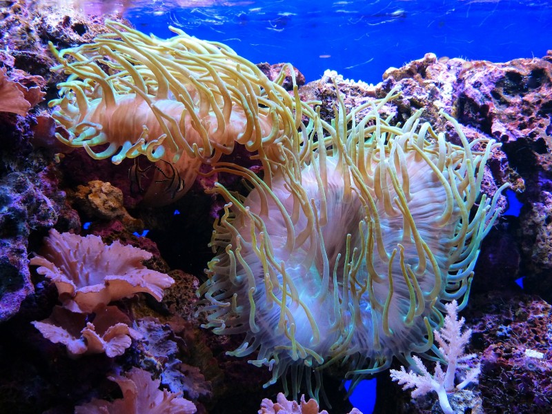 水族館水生動物圖片