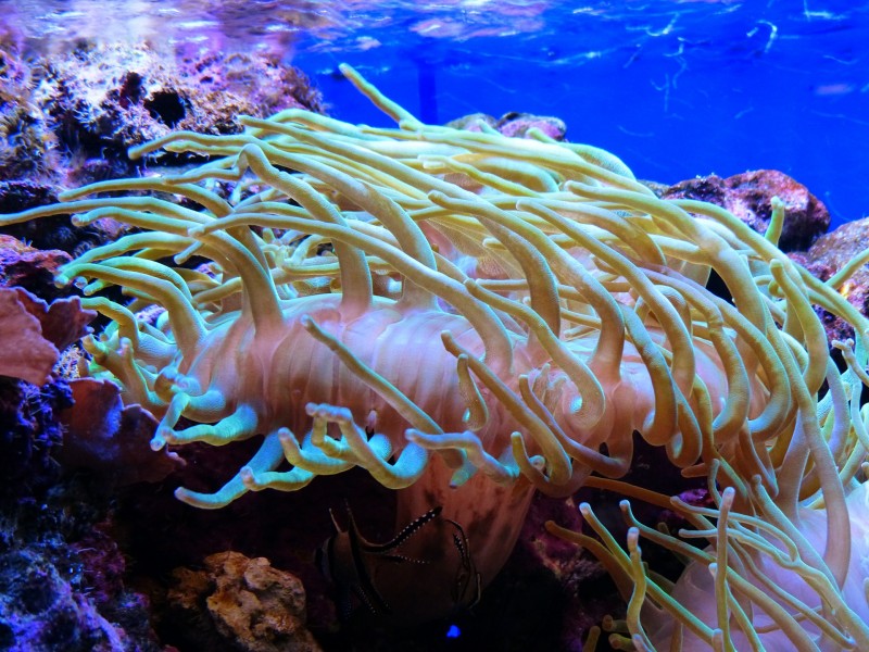 水族館水生動物圖片