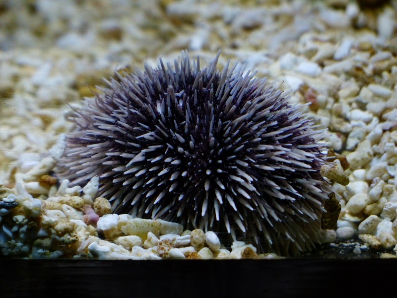 水族館水生動物圖片