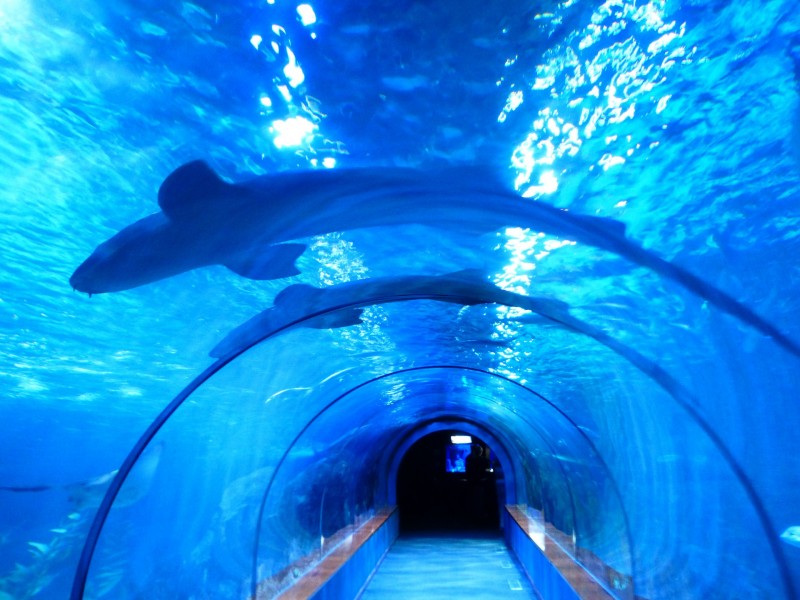 水族館水生動物圖片