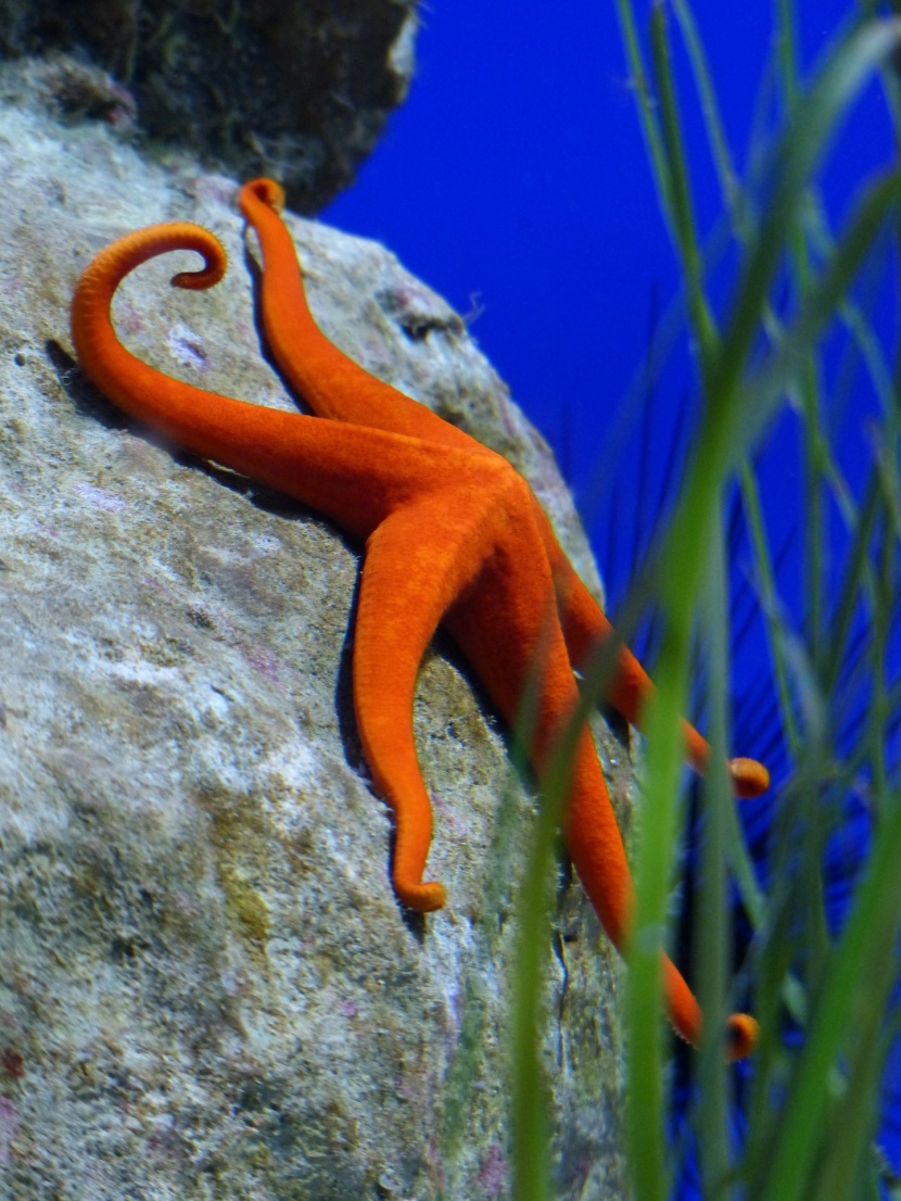 水族館水生動物圖片