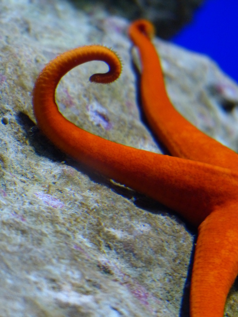 水族館水生動物圖片