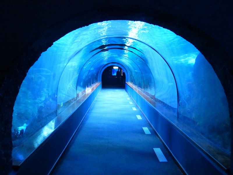 水族館水生動物圖片