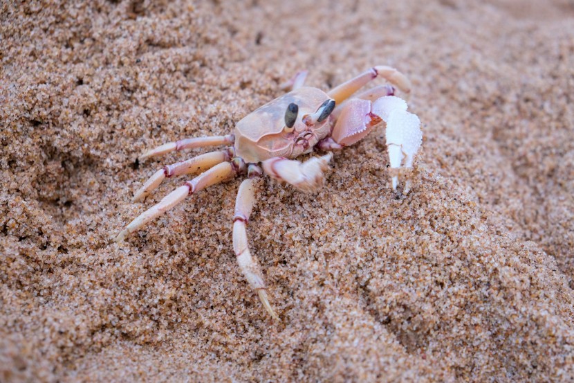 沙灘上靈巧可愛的小螃蟹圖片
