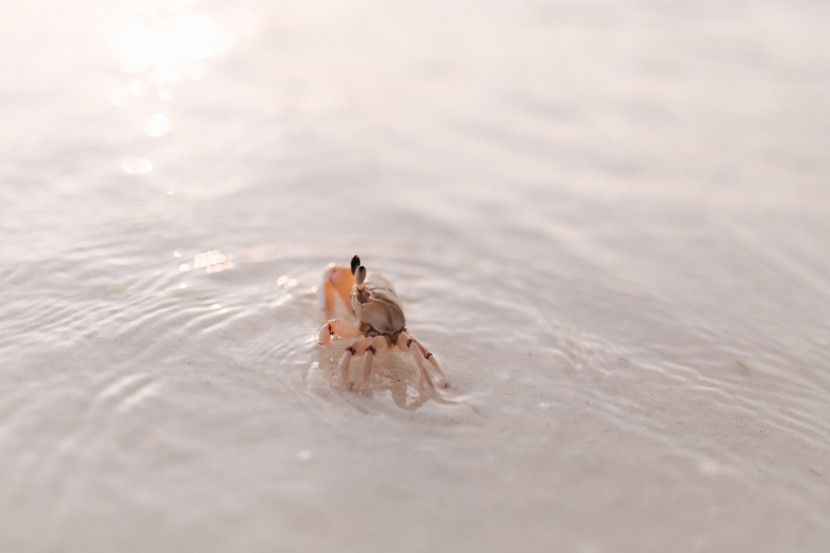 沙灘上靈巧可愛的小螃蟹圖片