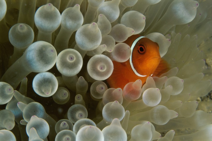 小醜魚和海葵圖片