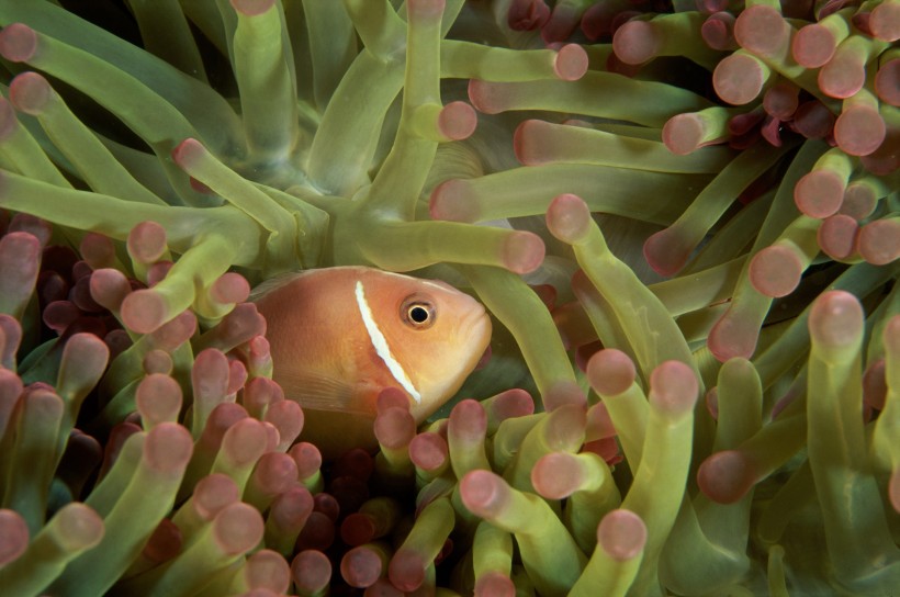 小醜魚和海葵圖片