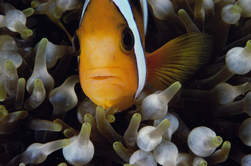 小醜魚和海葵圖片