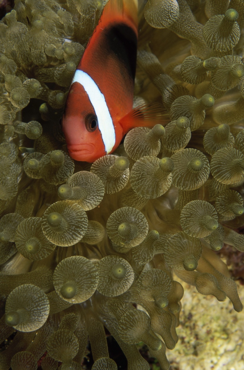 小醜魚和海葵圖片