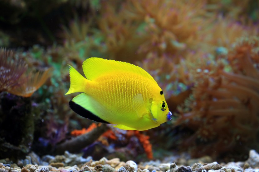 魚缸裡的魚圖片