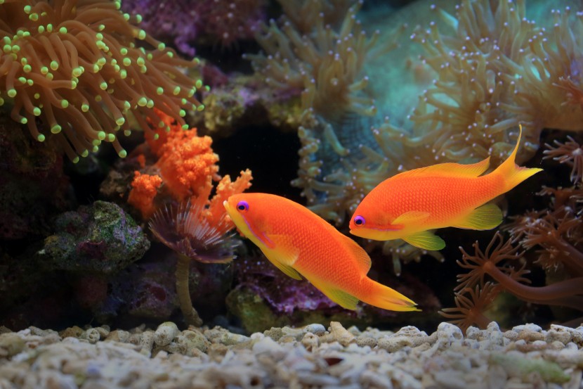 魚缸裡的魚圖片