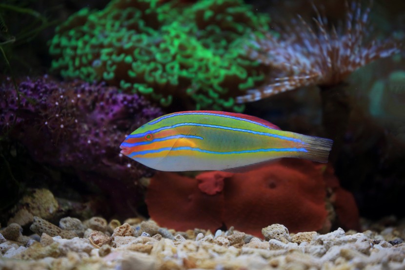 魚缸裡的魚圖片