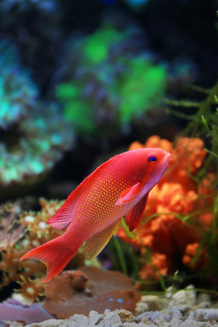 魚缸裡的魚圖片