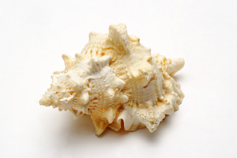 貝殼和海螺圖片